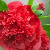 Scarlet Double Hollyhock Seeds - 25 Alcea Rosea Flower Seeds Perennial - Image 1