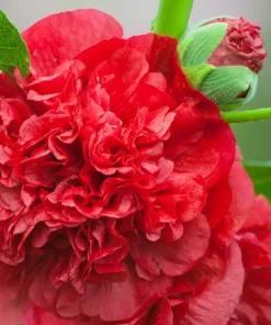 Scarlet Double Hollyhock Seeds - 25 Alcea Rosea Flower Seeds Perennial - Image 1