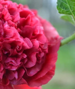 Scarlet Double Hollyhock Seeds - 25 Alcea Rosea Flower Seeds Perennial - Image 3