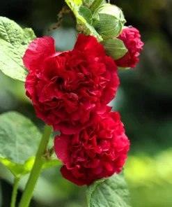 Scarlet Double Hollyhock Seeds - 25 Alcea Rosea Flower Seeds Perennial - Image 4
