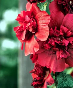 Scarlet Double Hollyhock Seeds - 25 Alcea Rosea Flower Seeds Perennial - Image 5