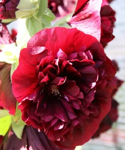 Scarlet Double Hollyhock Seeds - 25 Alcea Rosea Flower Seeds Perennial - Image 6