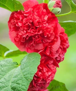 Scarlet Double Hollyhock Seeds - 25 Alcea Rosea Flower Seeds Perennial - Image 7
