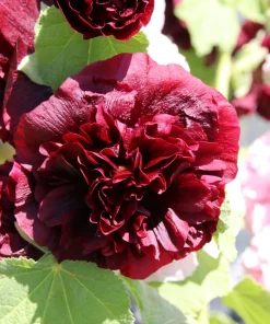 Scarlet Double Hollyhock Seeds - 25 Alcea Rosea Flower Seeds Perennial - Image 8