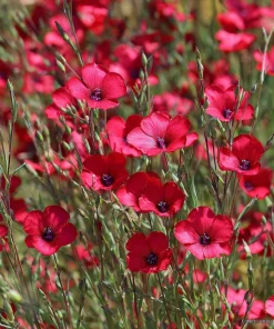 Scarlet Flax Seeds (Linum grandiflorum) - 100 Seeds, Vibrant Red Wildflower Blooms - Image 2