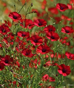 Scarlet Flax Seeds (Linum grandiflorum) - 100 Seeds, Vibrant Red Wildflower Blooms - Image 3
