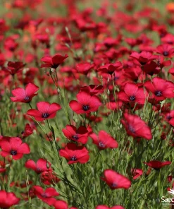 Scarlet Flax Seeds (Linum grandiflorum) - 100 Seeds, Vibrant Red Wildflower Blooms - Image 4