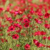 Scarlet Flax Seeds (Linum grandiflorum) - 100 Seeds, Vibrant Red Wildflower Blooms - Image 1