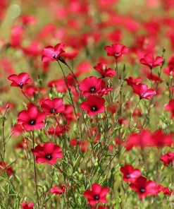 Scarlet Flax Seeds (Linum grandiflorum) - 100 Seeds, Vibrant Red Wildflower Blooms - Image 1