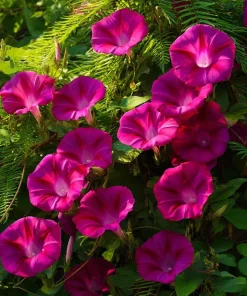 Scarlet O'Hara Morning Glory Seeds - Red Ipomoea Nil Vine - 50 Seeds - Image 2