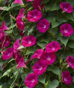 Scarlet O'Hara Morning Glory Seeds - Red Ipomoea Nil Vine - 50 Seeds - Image 3