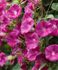 Scarlet O'Hara Morning Glory Seeds - Red Ipomoea Nil Vine - 50 Seeds - Image 4