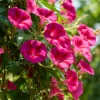 Scarlet O'Hara Morning Glory Seeds - Red Ipomoea Nil Vine - 50 Seeds - Image 1