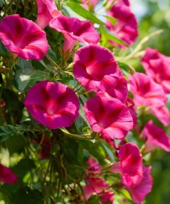 Scarlet O'Hara Morning Glory Seeds - Red Ipomoea Nil Vine - 50 Seeds - Image 1