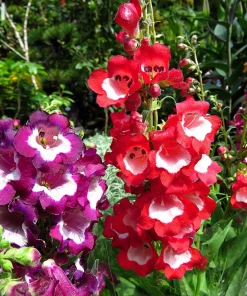 Scarlet Penstemon Seeds - Hartwegii Beardtongue Red & White Flowers, 10 Seeds - Image 2