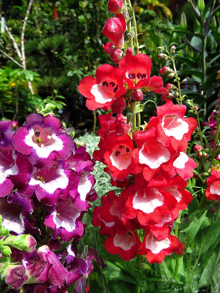 Scarlet Penstemon Seeds - Hartwegii Beardtongue Red & White Flowers, 10 Seeds - Image 2