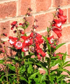 Scarlet Penstemon Seeds - Hartwegii Beardtongue Red & White Flowers, 10 Seeds - Image 3