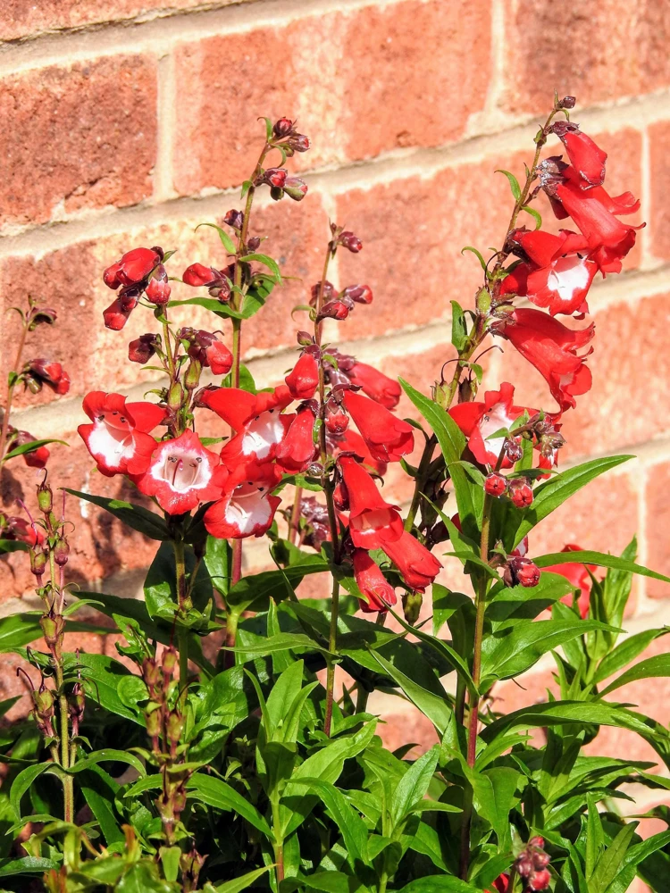 Scarlet Penstemon Seeds - Hartwegii Beardtongue Red & White Flowers, 10 Seeds - Image 3