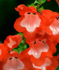 Scarlet Penstemon Seeds - Hartwegii Beardtongue Red & White Flowers, 10 Seeds - Image 4