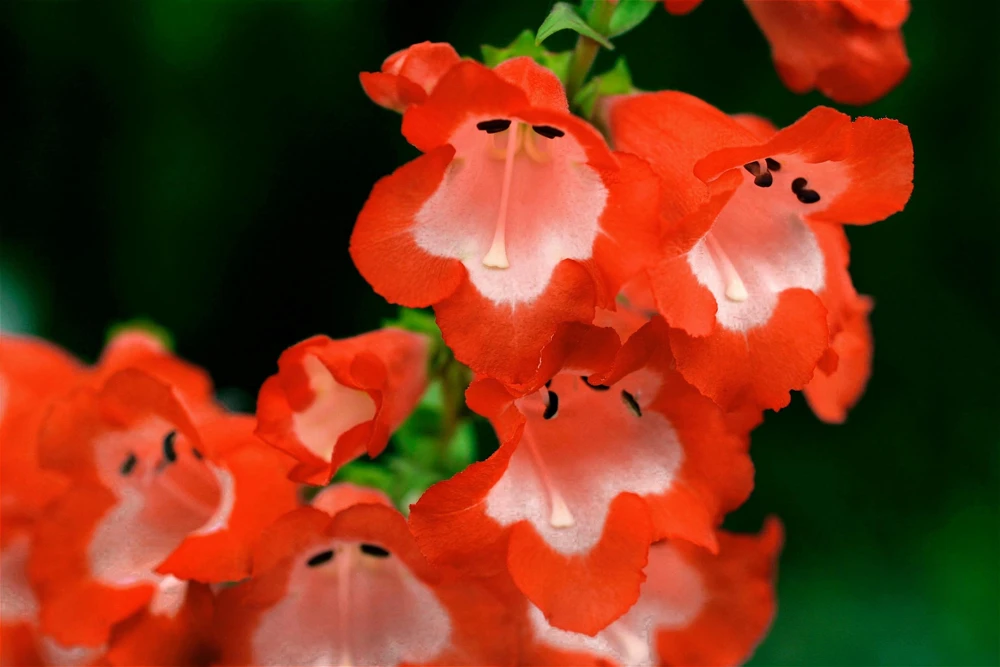 Scarlet Penstemon Seeds - Hartwegii Beardtongue Red & White Flowers, 10 Seeds - Image 4
