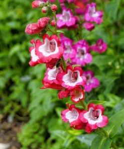 Scarlet Penstemon Seeds - Hartwegii Beardtongue Red & White Flowers, 10 Seeds - Image 5