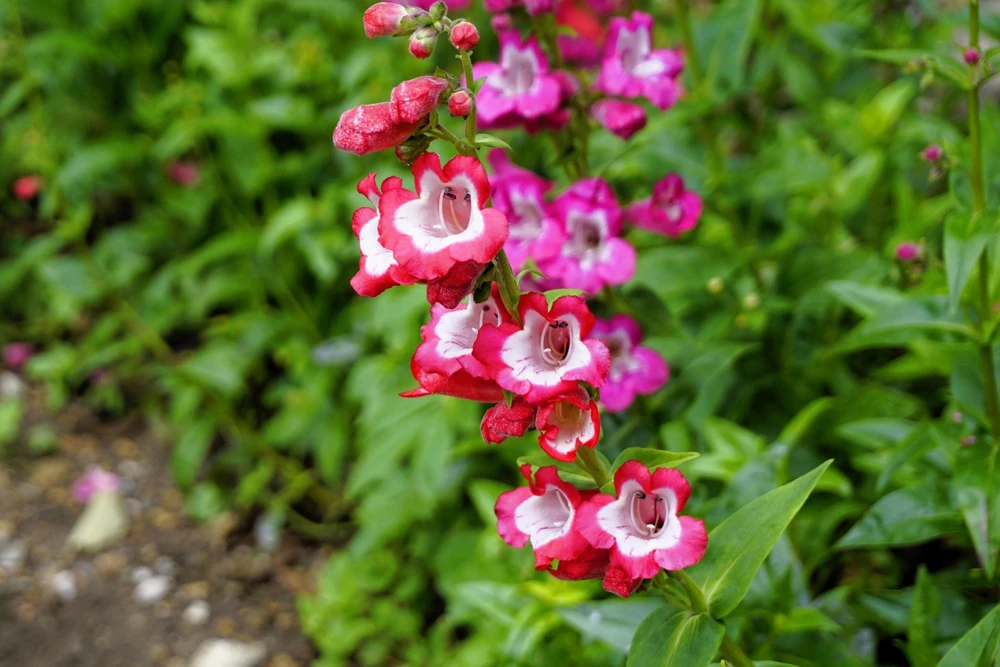 Scarlet Penstemon Seeds - Hartwegii Beardtongue Red & White Flowers, 10 Seeds - Image 5