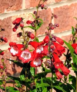 Scarlet Penstemon Seeds - Hartwegii Beardtongue Red & White Flowers, 10 Seeds - Image 6