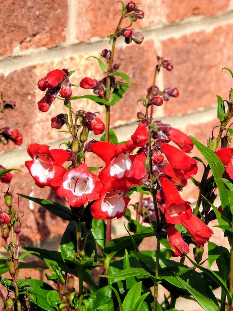 Scarlet Penstemon Seeds - Hartwegii Beardtongue Red & White Flowers, 10 Seeds - Image 6