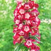 Scarlet Penstemon Seeds - Hartwegii Beardtongue Red & White Flowers, 10 Seeds - Image 1