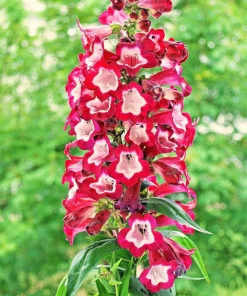 Scarlet Penstemon Seeds - Hartwegii Beardtongue Red & White Flowers, 10 Seeds - Image 1