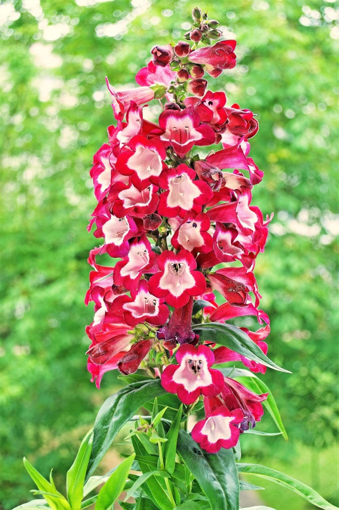 Scarlet Penstemon Seeds - Hartwegii Beardtongue Red & White Flowers, 10 Seeds - Image 1