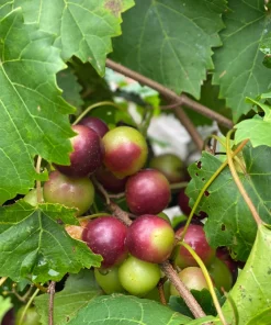 Scarlet Red Muscadine Live Grape Vine - 1-2 Year Old Plant Outdoor - Image 2