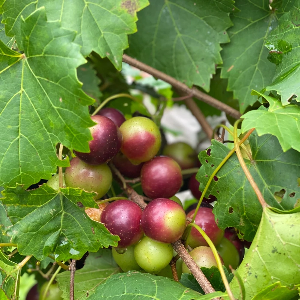 Scarlet Red Muscadine Live Grape Vine - 1-2 Year Old Plant Outdoor - Image 2