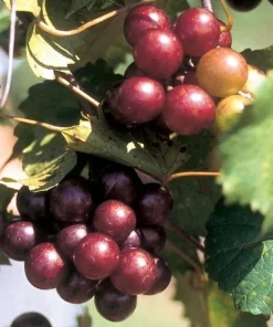 Scarlet Red Muscadine Live Grape Vine - 1-2 Year Old Plant Outdoor - Image 1