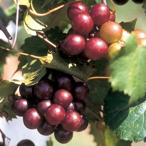 Scarlet Red Muscadine Live Grape Vine - 1-2 Year Old Plant Outdoor - Image 1