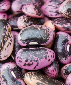 Scarlet Runner Bean Seeds - 15 Seeds - Vibrant Red Flowers & Edible Beans - Image 2