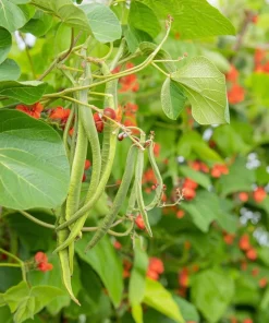 Scarlet Runner Bean Seeds - 15 Seeds - Vibrant Red Flowers & Edible Beans - Image 3