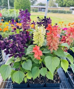 Scarlet Sage Live Plant - Salvia Coccinea Pollinator Flower - Image 2