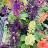 Scarlet Sage Live Plant - Salvia Coccinea Pollinator Flower - Image 1