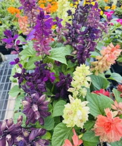 Scarlet Sage Live Plant - Salvia Coccinea Pollinator Flower - Image 1