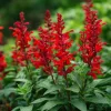 Scarlet Sage Seeds - 100 Count - Vibrant Red Blooms for Gardens - Image 1
