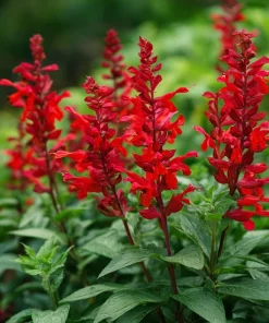 Scarlet Sage Seeds - 100 Count - Vibrant Red Blooms for Gardens - Image 1