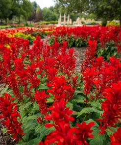 Scarlet Sage Seeds - 100 Count - Vibrant Red Blooms for Gardens - Image 2