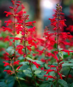 Scarlet Sage Seeds - 100 Count - Vibrant Red Blooms for Gardens - Image 3