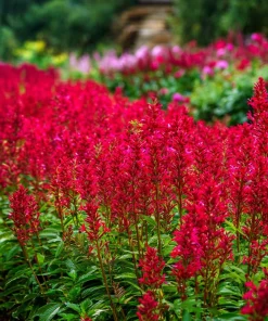 Scarlet Sage Seeds - 100 Count - Vibrant Red Blooms for Gardens - Image 4