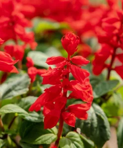 Scarlet Sage Seeds - 400 Salvia Coccinea Flower Seeds - Attracts Hummingbirds - Image 2