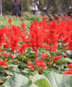 Scarlet Sage Seeds - 400 Salvia Coccinea Flower Seeds - Attracts Hummingbirds - Image 3