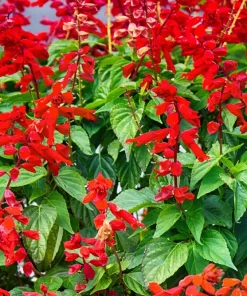 Scarlet Sage Seeds - 400 Salvia Coccinea Flower Seeds - Attracts Hummingbirds - Image 4