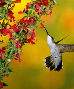 Scarlet Sage Seeds - 400 Salvia Coccinea Flower Seeds - Attracts Hummingbirds - Image 5