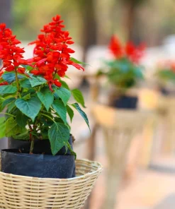 Scarlet Sage Seeds - 400 Salvia Coccinea Flower Seeds - Attracts Hummingbirds - Image 6
